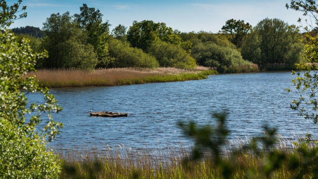 vegetation at frensham great pond near london