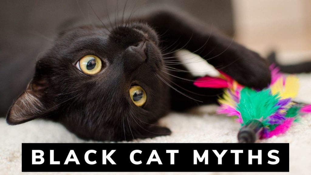 Are Black Cats Bad Luck or good luck
