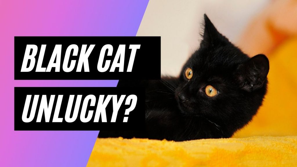 why are black cats unlucky