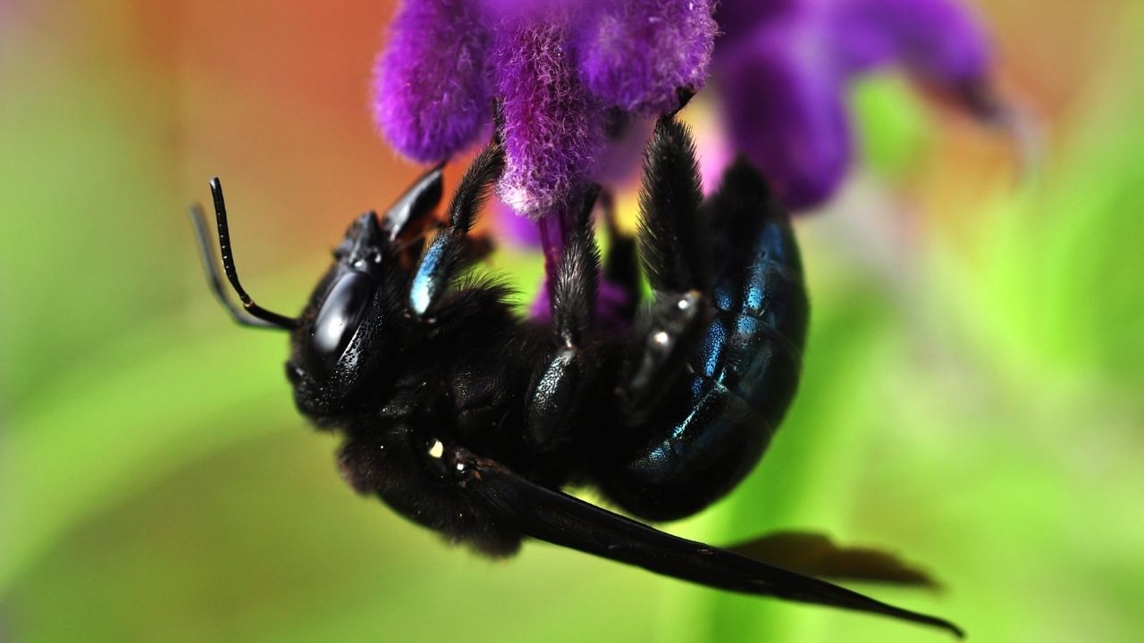 black bee with white stripes on tail