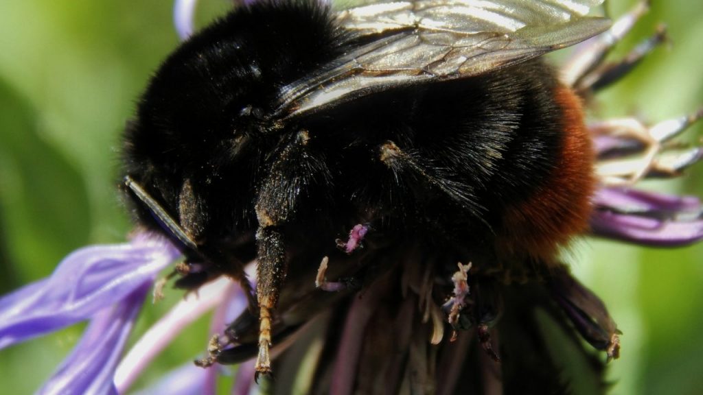 big black bumble bee