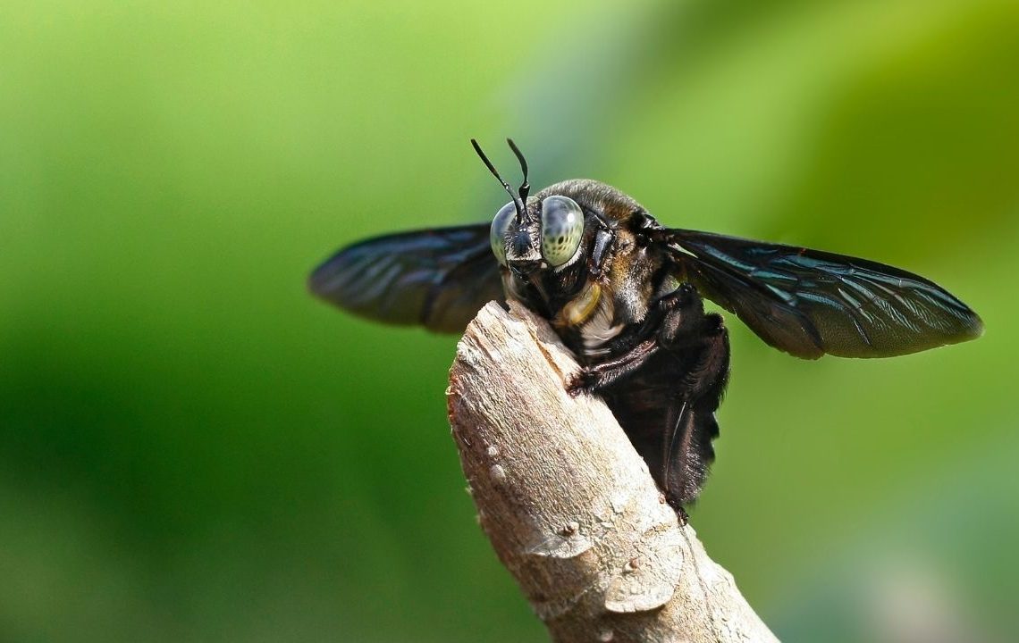 black carpenter bees