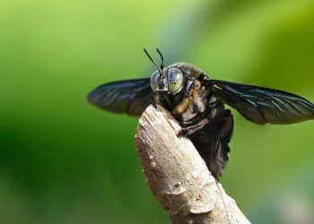 black carpenter bees