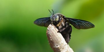 black carpenter bees