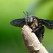 black carpenter bees