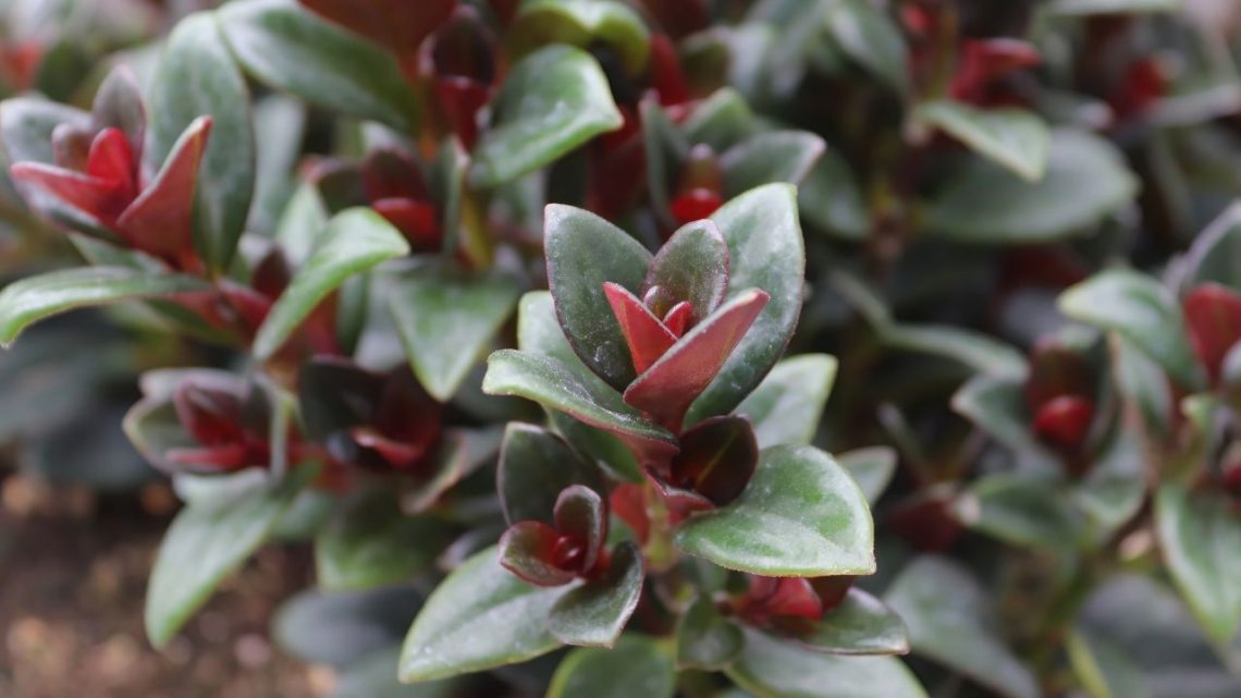 Goldfish Plant Everything to Know About Their Care & Growth