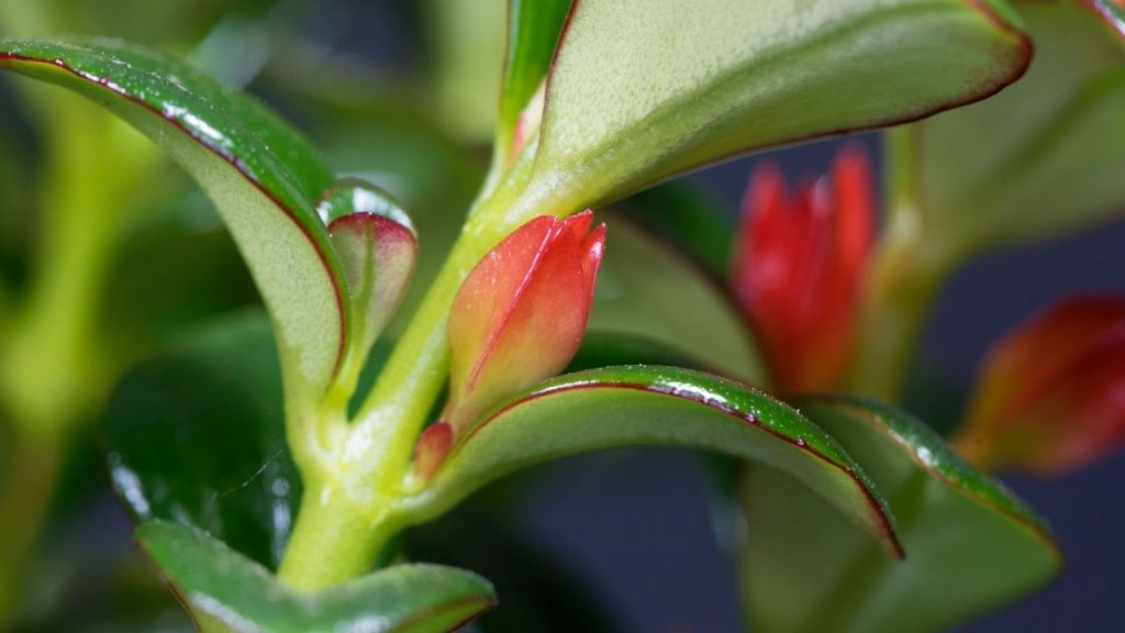 Goldfish Plant Care