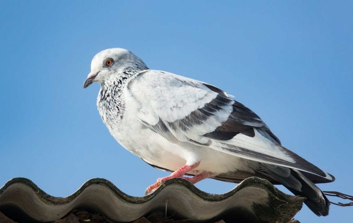 how to get rid of pigeons