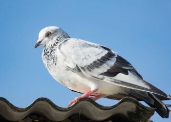 how to get rid of pigeons