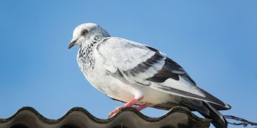 how to get rid of pigeons