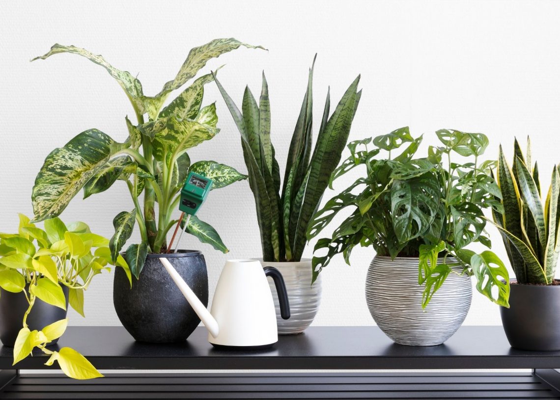 Many People are Having Indoor Plants in their Homes to Enjoy Several Benefits Offered by them