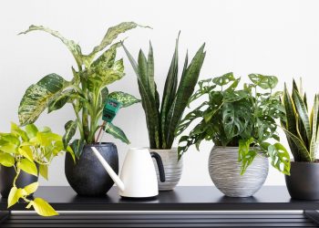 Many People are Having Indoor Plants in their Homes to Enjoy Several Benefits Offered by them