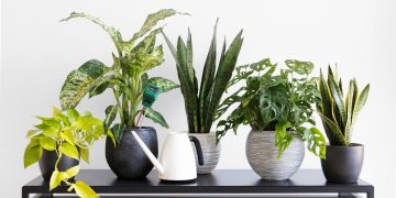 Many People are Having Indoor Plants in their Homes to Enjoy Several Benefits Offered by them