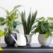 Many People are Having Indoor Plants in their Homes to Enjoy Several Benefits Offered by them
