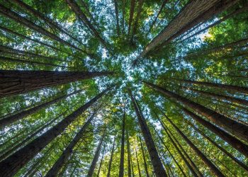 UN has Unveiled New Global Framework Aiming the Protection of Nature