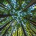 UN has Unveiled New Global Framework Aiming the Protection of Nature