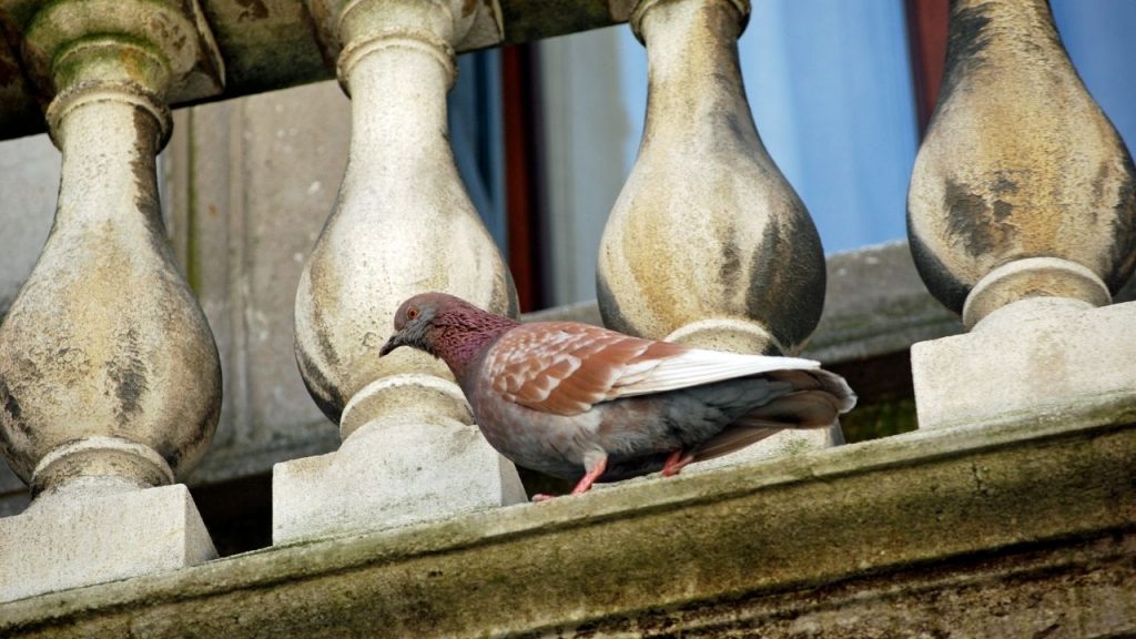 how to scare away pigeons on balcony