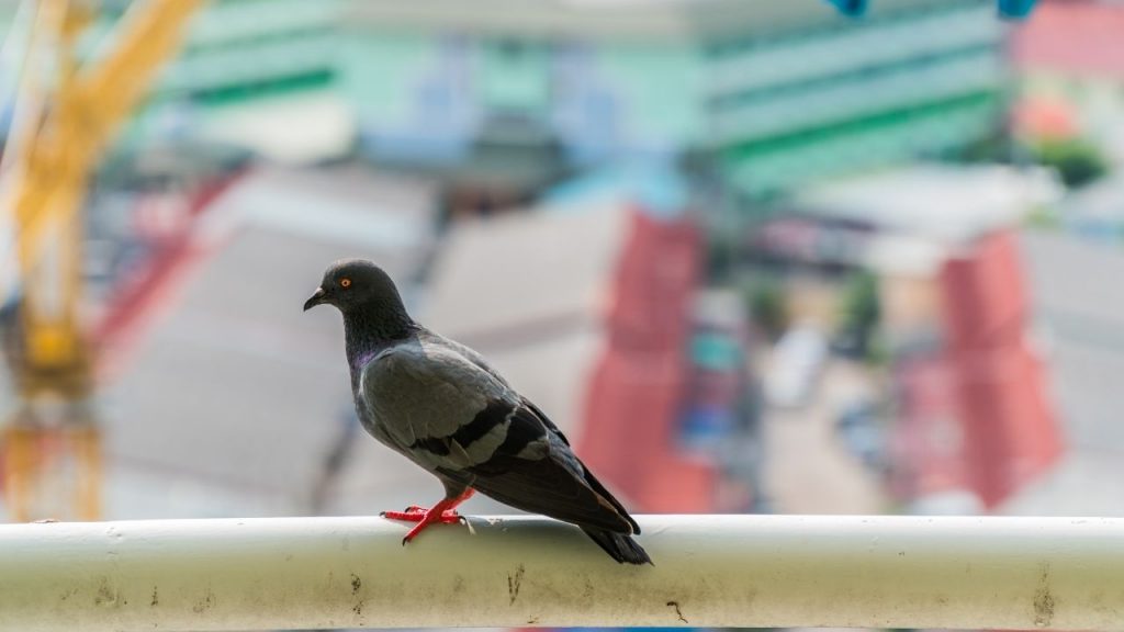 pigeons at home