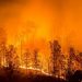 The Dixie Fire in California has Grown to Become the Second Largest Wildfire in the State’s History