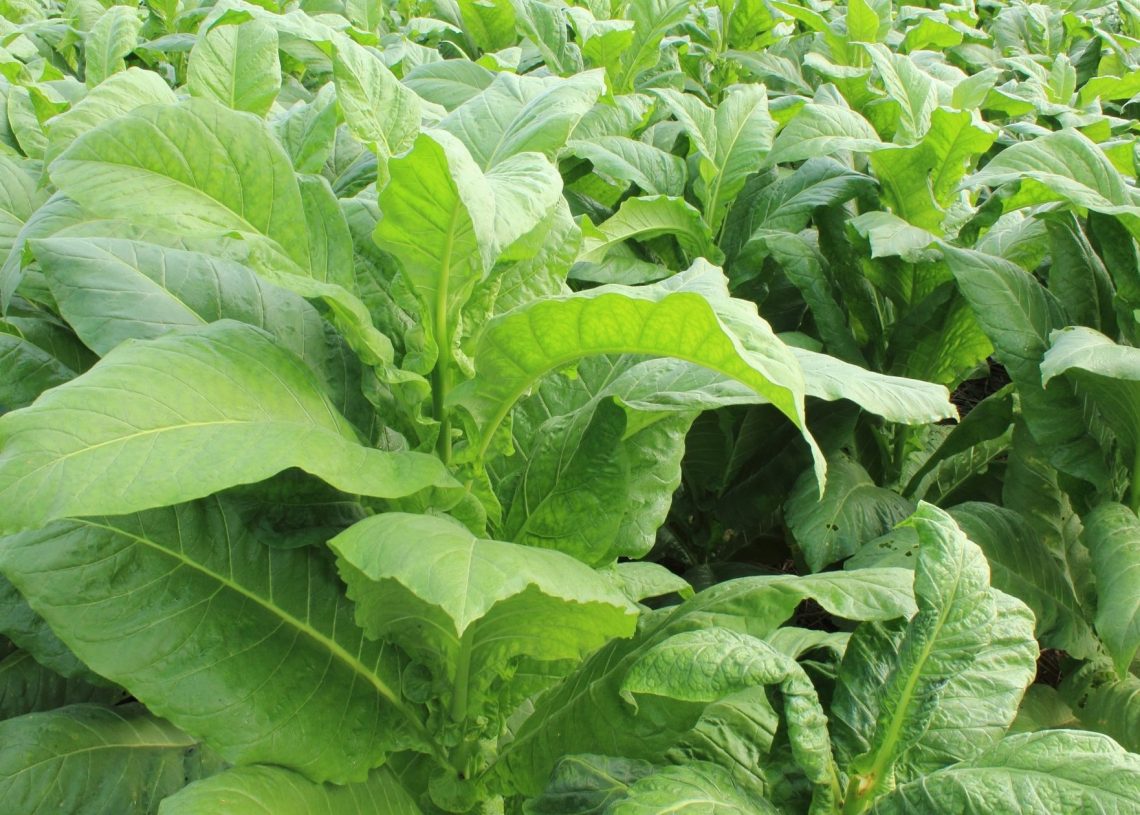 Scientists Discover ‘Killer Tobacco Plant’ that Traps and Kills Insects