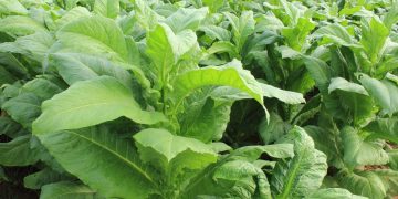 Scientists Discover ‘Killer Tobacco Plant’ that Traps and Kills Insects