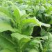 Scientists Discover ‘Killer Tobacco Plant’ that Traps and Kills Insects