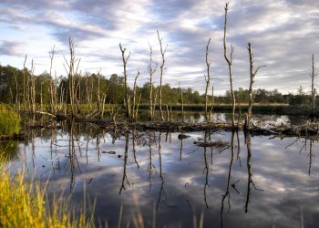 Estates in Norfolk are Trying to Hunt Down ‘Ghost Ponds’ to Rediscover Long-Lost Plants