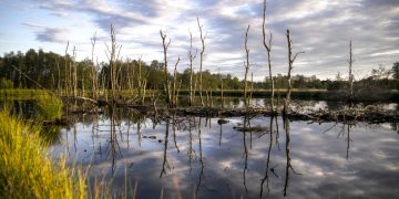 Estates in Norfolk are Trying to Hunt Down ‘Ghost Ponds’ to Rediscover Long-Lost Plants