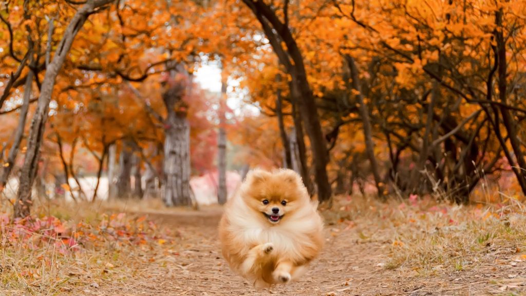 pomeranian dog price in india is ranging from INR 5K to 50K