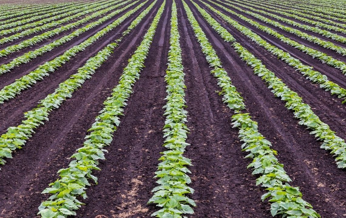 Types Of Farming