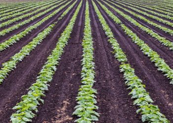 Types Of Farming