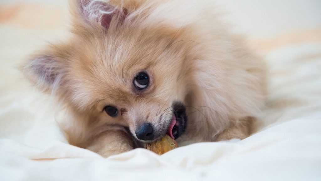 cute toy poms