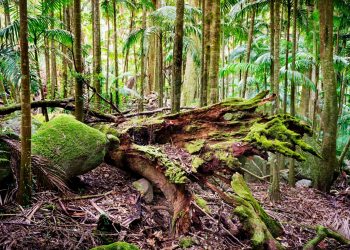 need for forest conservation