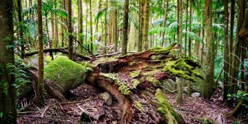 need for forest conservation