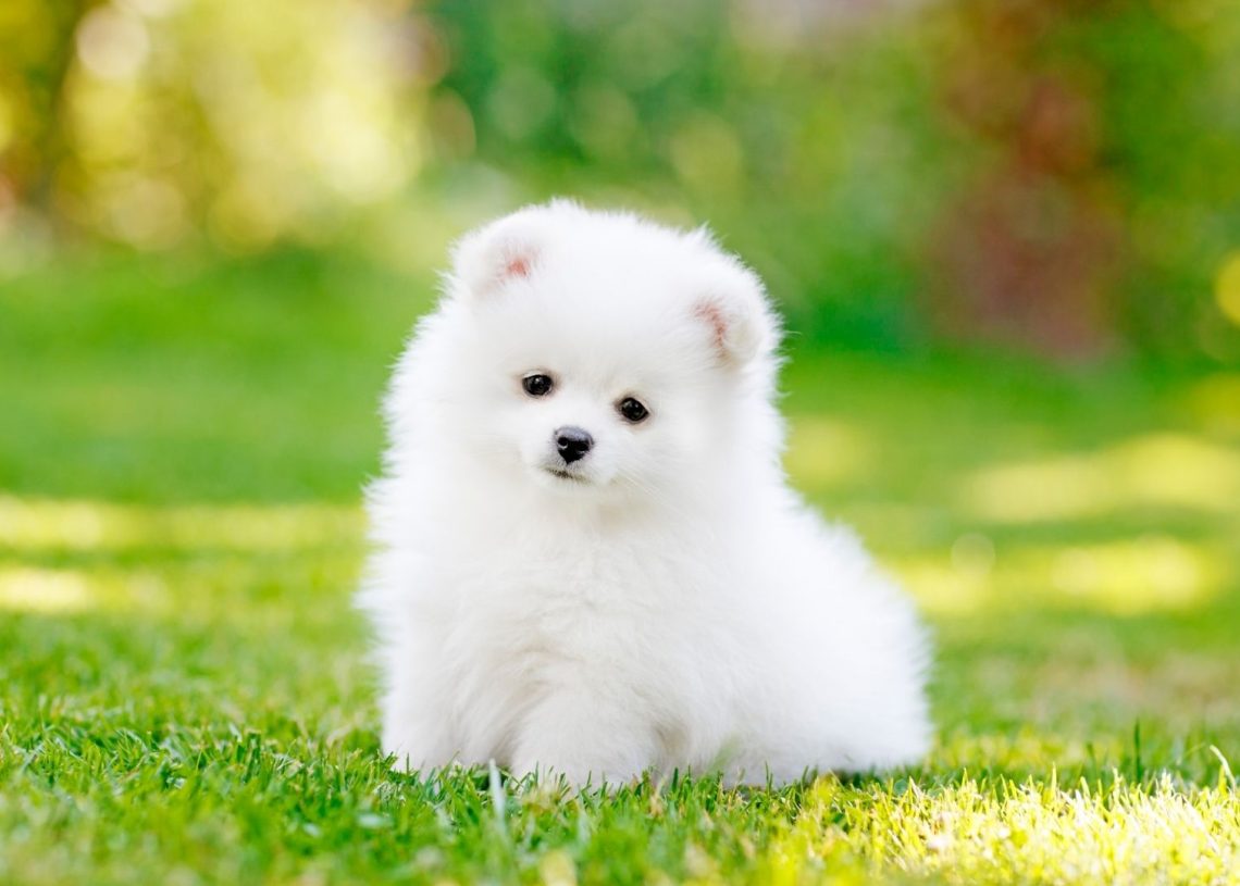 white pomeranian