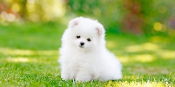 white pomeranian