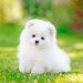 white pomeranian