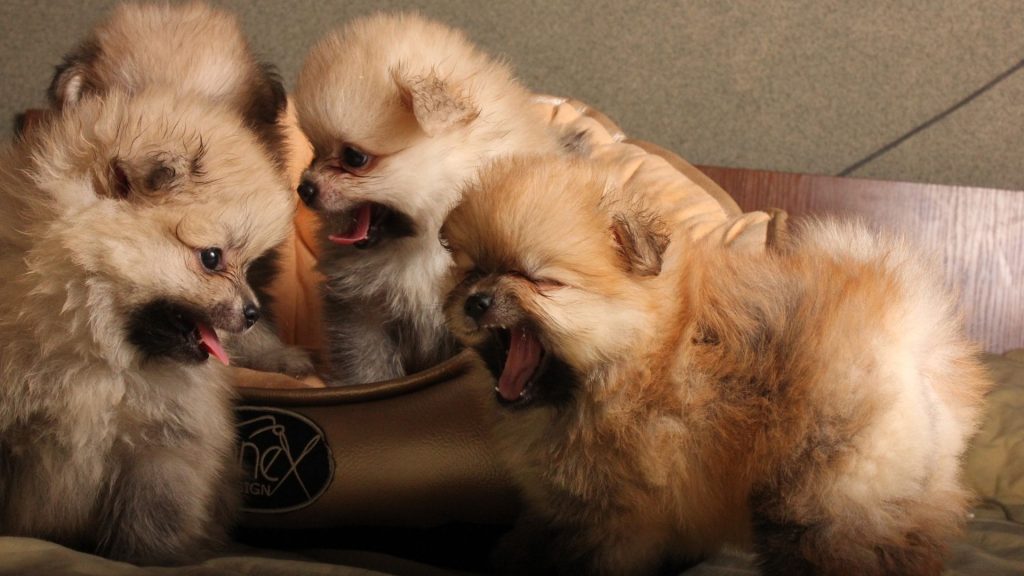 You can now buy pomeranian puppy online in india