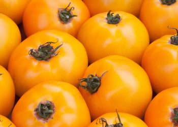 Reasons why are tomatoes yellowing