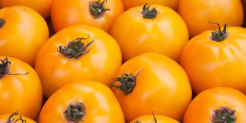 Reasons why are tomatoes yellowing