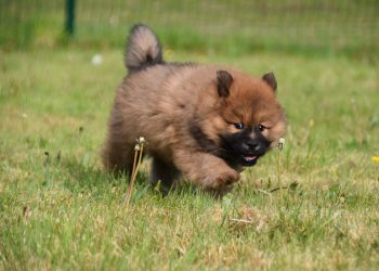 teacup puppy