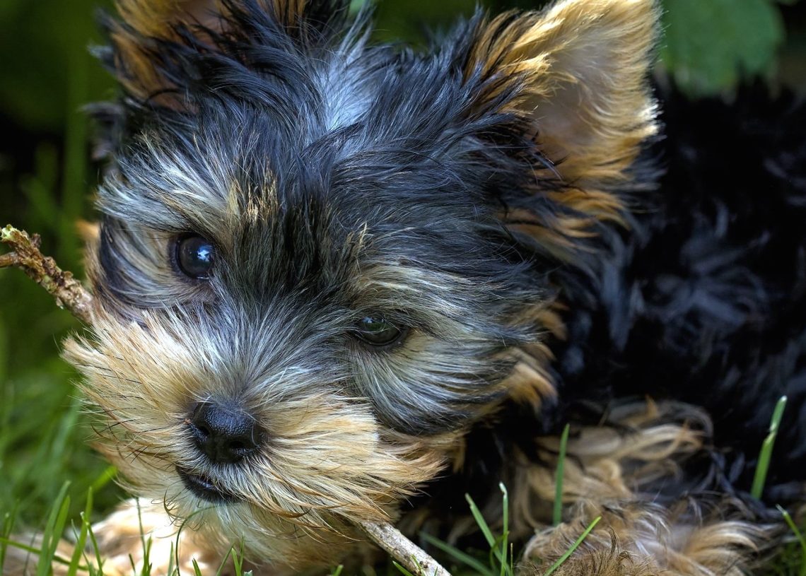 Pocket Dog Price in India – Which One Should You Buy?