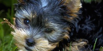 Pocket Dog Price in India – Which One Should You Buy?