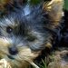 Pocket Dog Price in India – Which One Should You Buy?